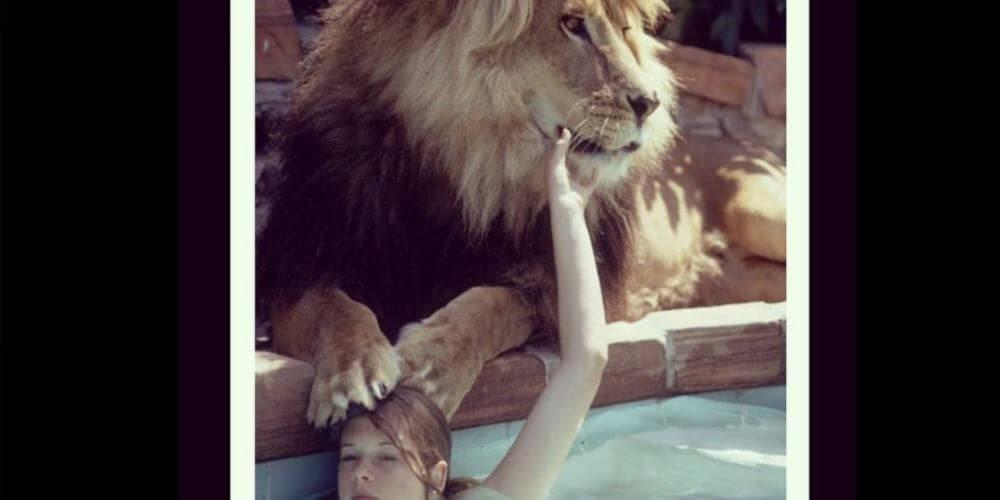 Melanie Griffith Lion Accident