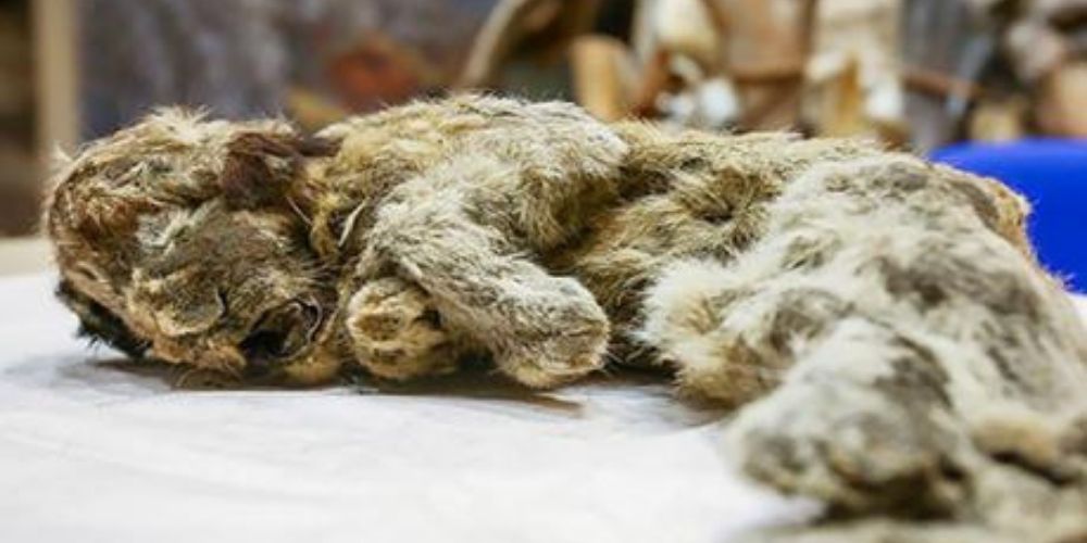 Murió-un-lobo-hace-40000-años-restos-lobo-tendido-movidatuy.com