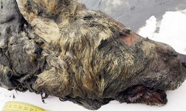 Murió un lobo hace 40.000 años y su cabeza sigue íntegra.