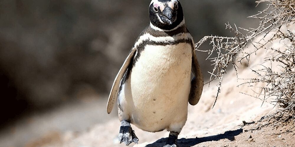 insolito-pinguino-viaja-km-cada-año-para-ver-al-hombre-que-le-salvo-la-vida-dimdim-movidatuy.com