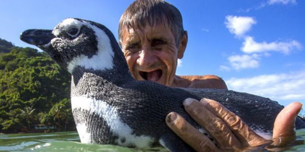 insolito-pinguino-viaja-km-cada-año-para-ver-al-hombre-que-le-salvo-la-vida-dimdim-joao-movidatuy.com