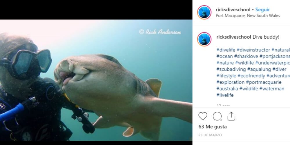 tiburon-se-hace-amigo-de-un-buzo-y-lo-acompaña-desde-hace-7-años-rick-anderson-instragram-insolita-amistad-movidatuy.com