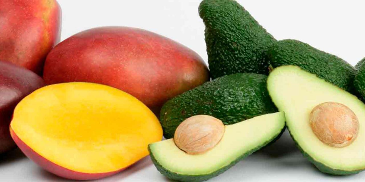 10 TONELADAS DE AGUACATES Y MANGOS FUERON EXPORTADOS