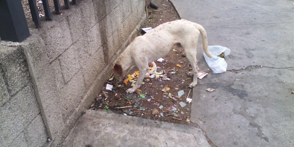 las-mascotas-las-victimas-de-venezuela-de-las-que-nadie-habla-comiendo-basura-movidatuy.com
