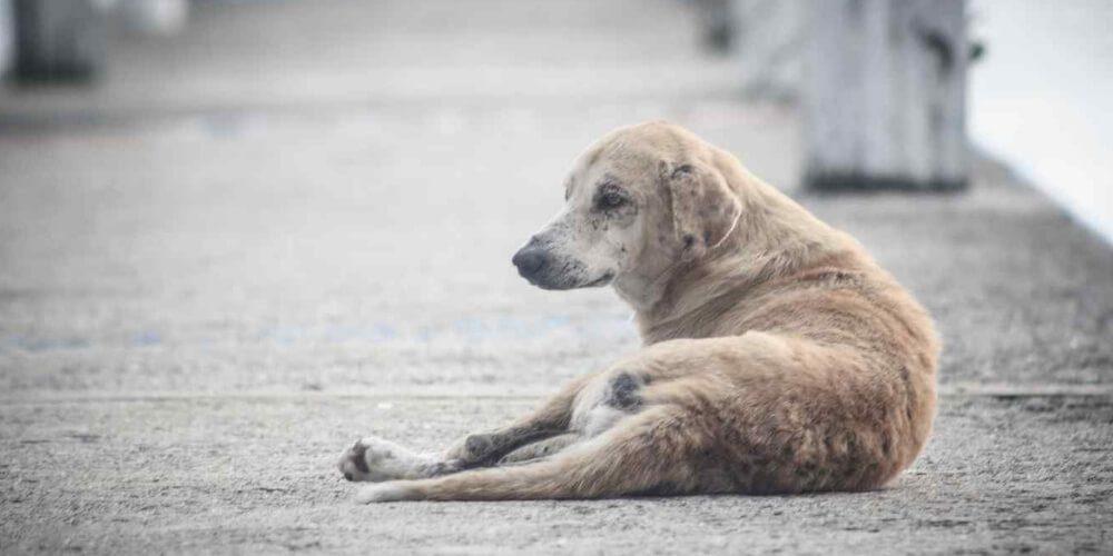 😥 Las mascotas: Las víctimas en Venezuela de las que nadie habla 😥