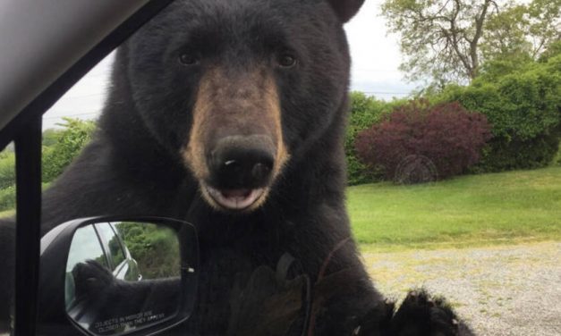 ✌ Un oso intenta entrar al carro de una mujer para conocerla ✌