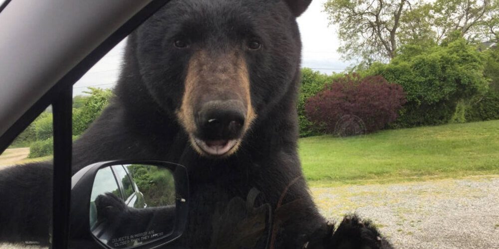 ✌ Un oso intenta entrar al carro de una mujer para conocerla ✌