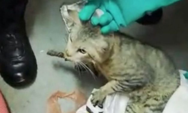 😮 Autoridades capturan a un gato que llevaba celulares a reos 😮