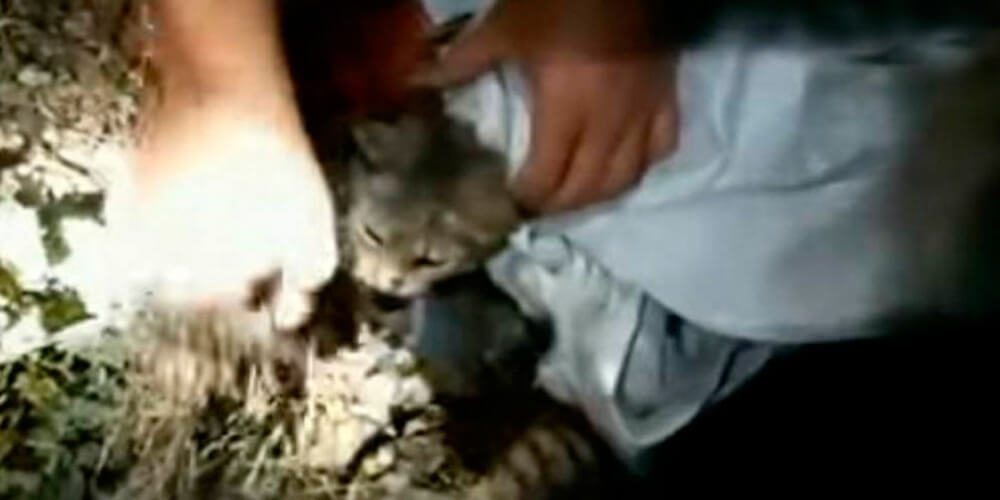 autoridades- capturan-a-un-gato-que-llevaba-celulares-a-reos-banda-movidatuy.com