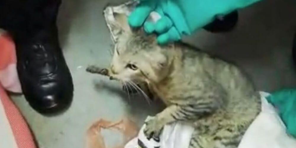 😮 Autoridades capturan a un gato que llevaba celulares a reos 😮