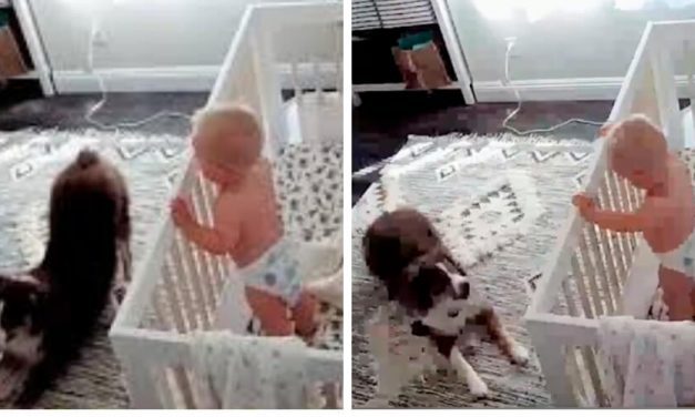 😮 Con un video una madre notó lo que hacen su bebé y su perro 😮