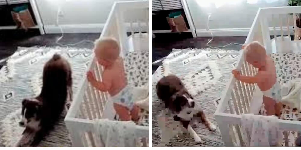 😮 Con un video una madre notó lo que hacen su bebé y su perro 😮