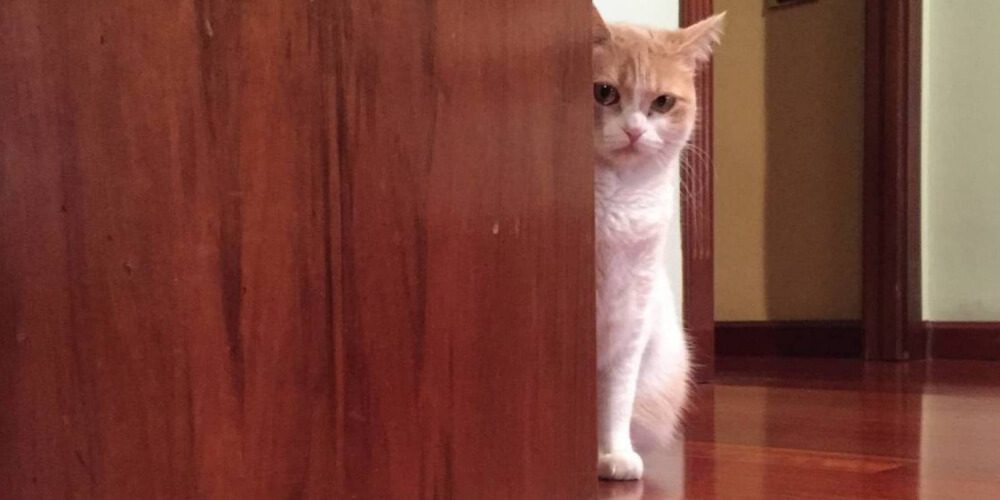 ✌ Esta gata tiene cinco formas para atacar puertas prohibidas ✌