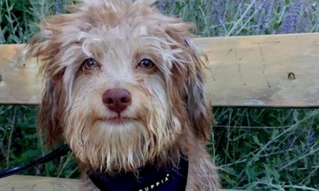 😮 Adorable: Nori es el perro que tiene rostro y sonrisa de humano 😮