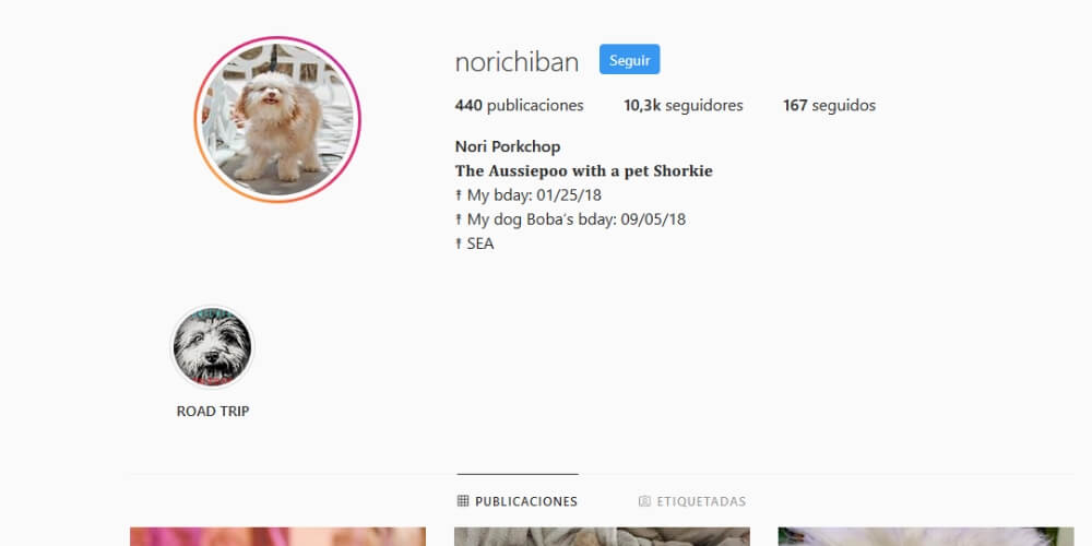 adorable-nori-es-el-perro-que-tiene-rostro-y-sonrisa-de-humano-perfil-biografia-instagram-movidatuy.com