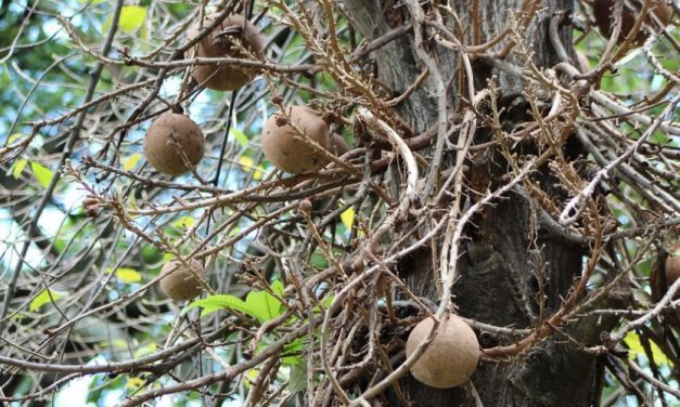 🥥 Propiedades medicinales del coco de mono y su alta capacidad para eliminar el vello 🥥