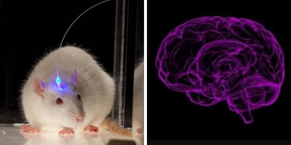científicos-realizan-un-profundo-estudio-en-un-cerebro-que-no-duerme-experimento-raton-movidatuy.com