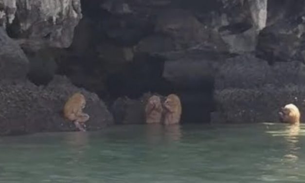 😮 Extrañas criaturas practicaban ritual en una playa de Tailandia 😮