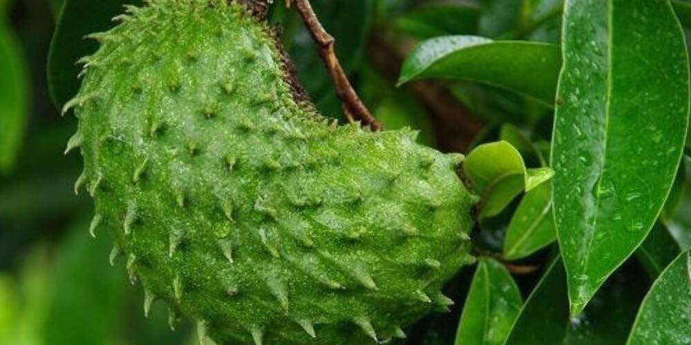 fruto-del-arbol-de-guanabana-salud-movidatuy.com