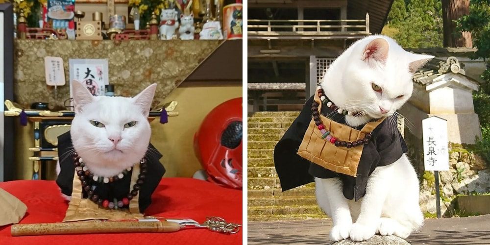 increible-santuario-de-gatos-en-japon-tiene-monjes-muy-tiernos-gato-blanco-monje-movidatuy.com