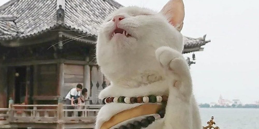 increible-santuario-de-gatos-en-japon-tiene-monjes-muy-tiernos-oracion-maullido-movidatuy.com