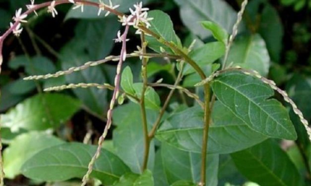 🌿 Propiedades medicinales del Mapurite y su alto poder anticancerígeno 🌿