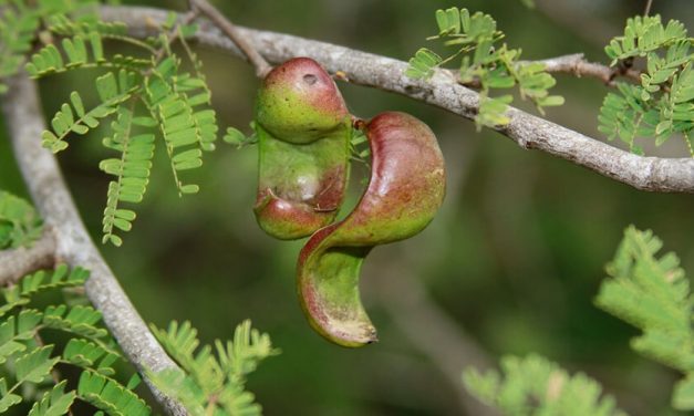 🌳 Propiedades del Dividivi y sus bondades para curar las hemorroides 🌳