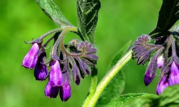 🎋 Propiedades de la Suelda Consuelda y sus increíbles usos medicinales 🎋