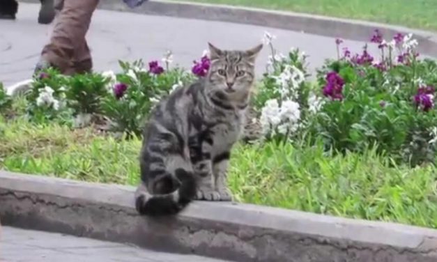 ✌ Curiosidades: En Perú existe un parque que está lleno de gatos ✌