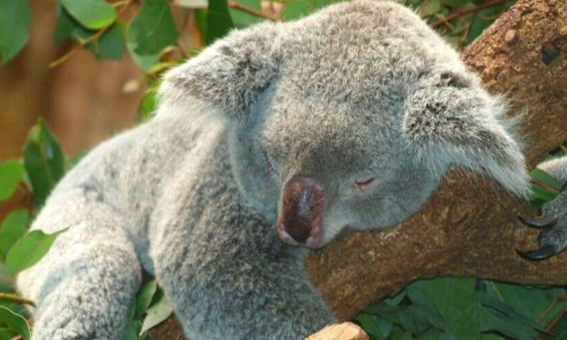 Muere koala Lewis rescatado por una mujer tras incendio en Australia