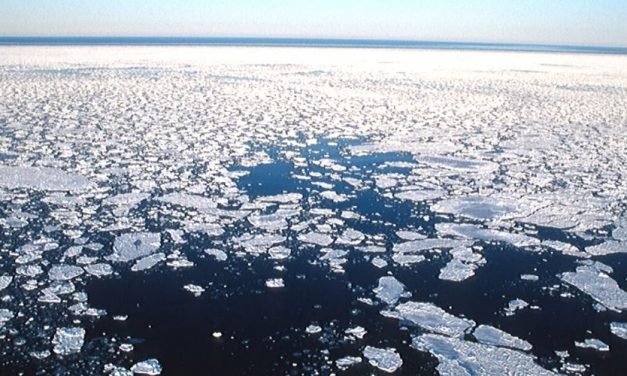 😮 Oso polar casi pierde la vida y ve cómo se destruye su hábitat 😮