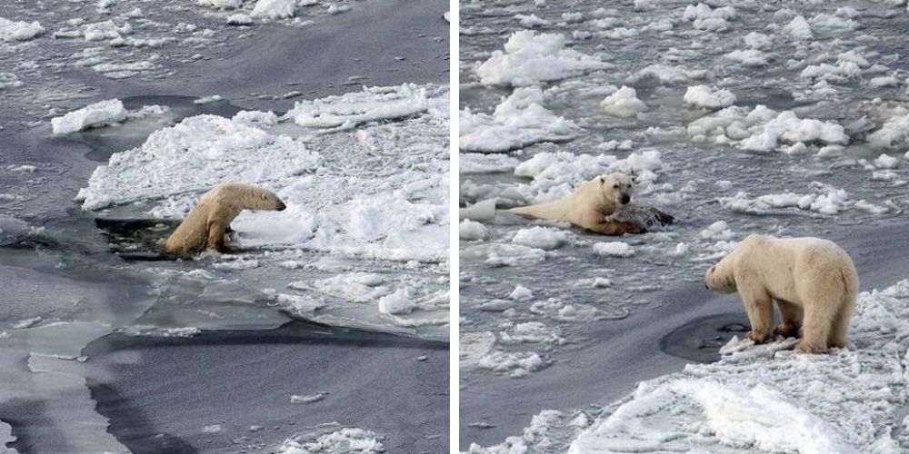 oso-polar-casi-pierde-la vida-y-ve-como-se-destruye-su-habitat-bahía-canada-movidatuy.com