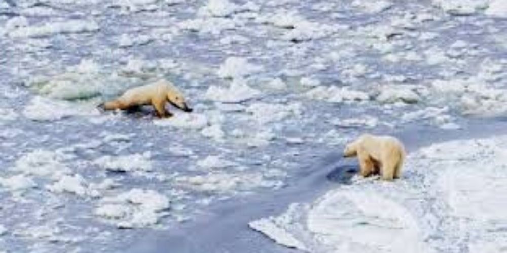 oso-polar-casi-pierde-la vida-y-ve-como-se-destruye-su-habitat-peligro-especie-movidatuy.com