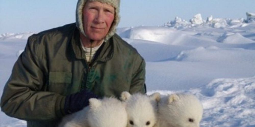 oso-polar-casi-pierde-la vida-y-ve-como-se-destruye-su-habitat-steve-amstrup-movidatuy.com