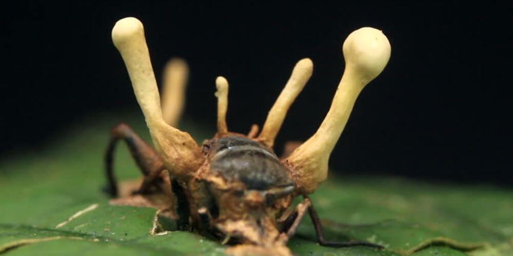 😮 Aparece un extraño parásito que transforma insectos en zombies 😮