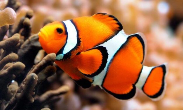 😮 ¿Buscando a Nemo? El pez payaso está en peligro de extinción 😮