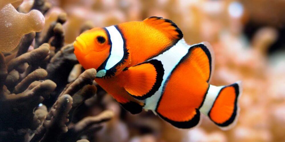 😮 ¿Buscando a Nemo? El pez payaso está en peligro de extinción 😮