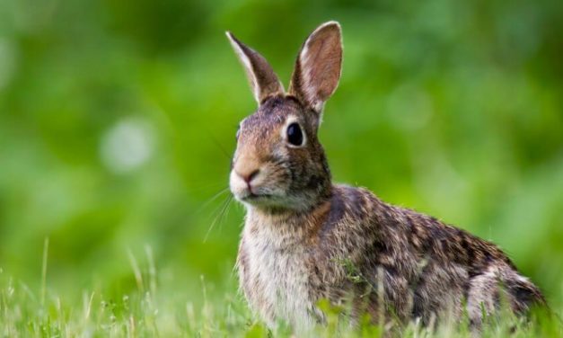 😮 Medioambiente: El conejo europeo está en peligro de extinción 😮