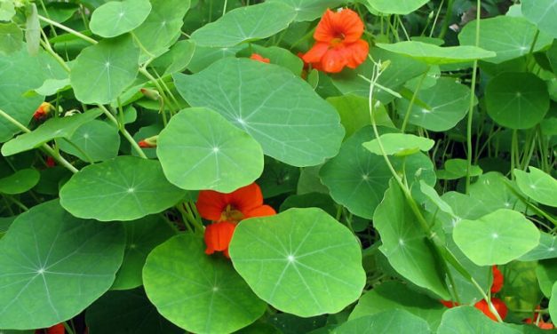 🌿 Propiedades y efectivos usos medicinales del Mastuerzo 🌿