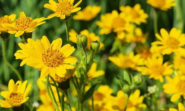 🌻 Conoce las propiedades y poderosos beneficios antinflamatorios del Árnica 🌻