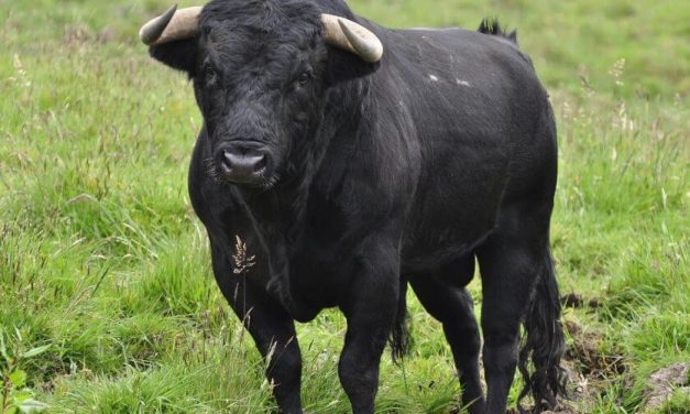 😮 ¿Toro bravo? El agresivo es el hombre, estas imágenes lo demuestran 😮