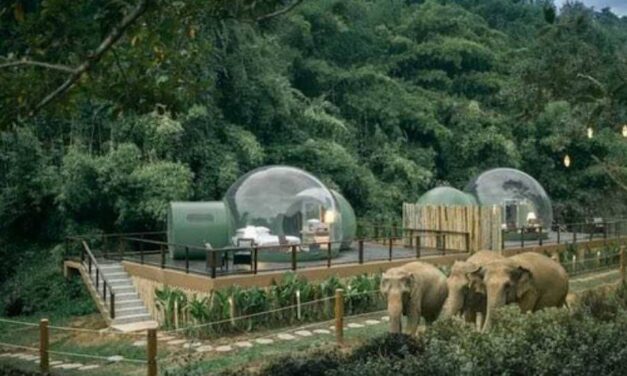✌ Burbuja selvática: En este increíble lugar te rodearás de elefantes ✌