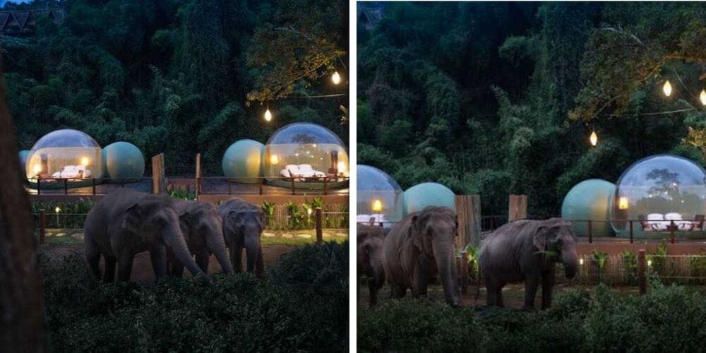 burbuja-selvatica-en-este-increible-lugar-te-rodearas-de-elefantes-hotel-tailandia-movidatuy.com