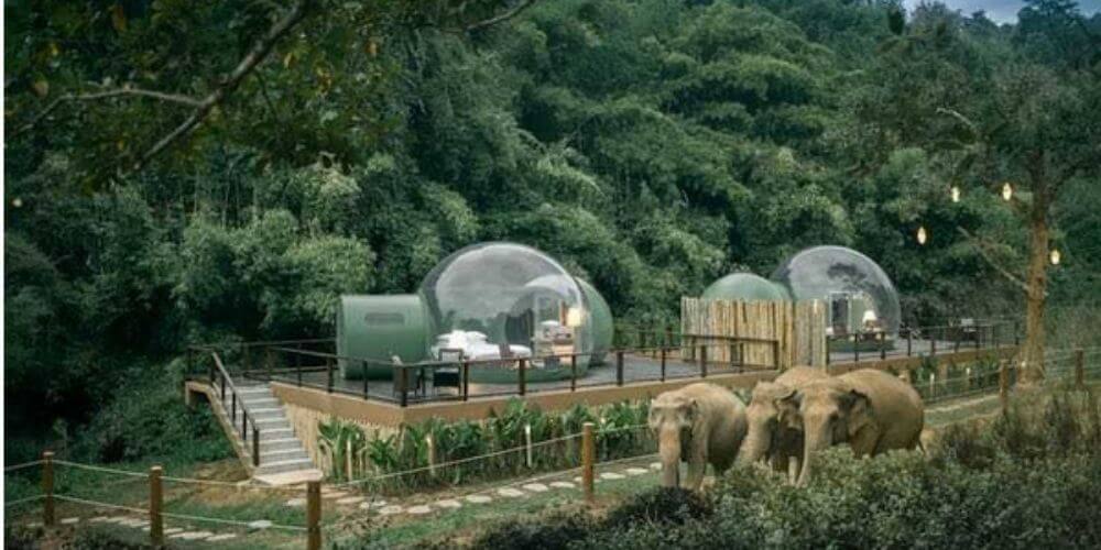 ✌ Burbuja selvática: En este increíble lugar te rodearás de elefantes ✌