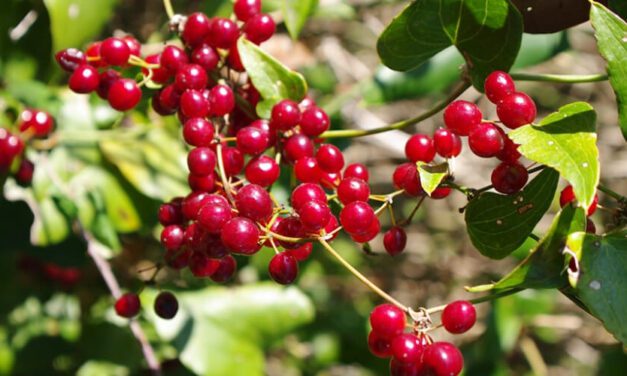 🌿 Conoce las propiedades, beneficios y usos medicinales de la Zarzaparrilla 🌿