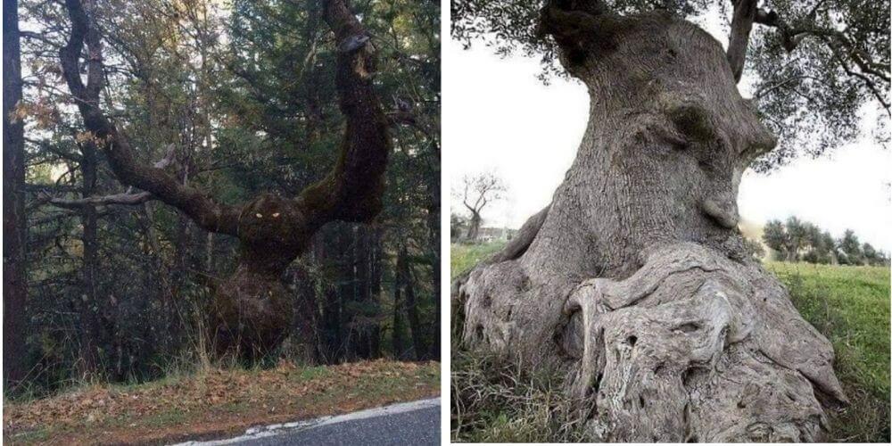 😮 Los 6 árboles con formas extrañas que resultan aterradores 😮