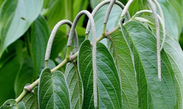 🌿 Propiedades, beneficios y usos medicinales del Cordoncillo 🌿