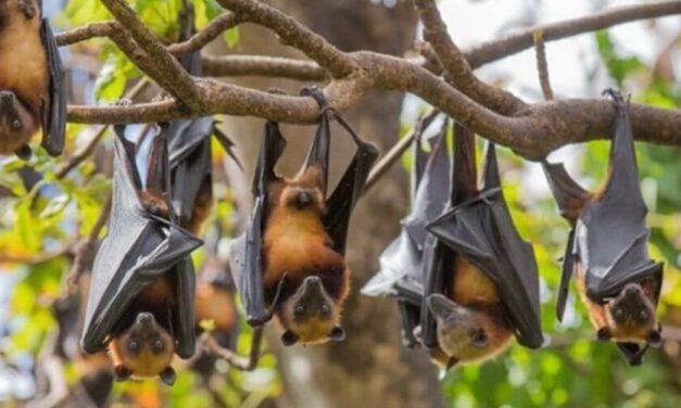 😮 Sopa de murciélago podría ser la causante del coronavirus en China 😮