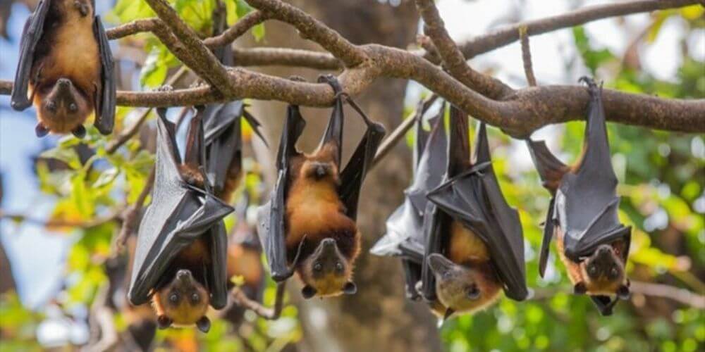 😮 Sopa de murciélago podría ser la causante del coronavirus en China 😮