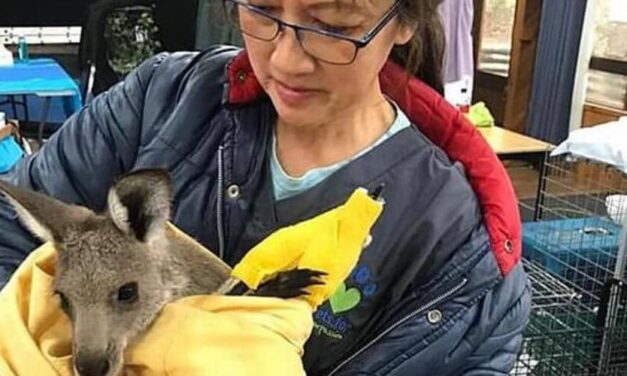 🔥 Veterinaria tiene pesadillas por las noches por sacrificar canguros 🔥